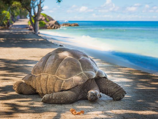 セーシェル現地4日間 - ONLYONE