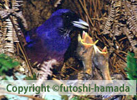 ゲストハウス奄美ルリカケス 宿泊予約・プラン一覧・施設情報 ローチケ旅行