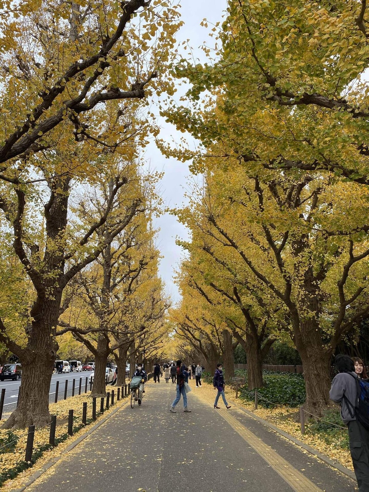 東京のイチョウ並木見に行こう！丸の内・明治神宮外苑・代々木公園らくゆく - バリアフリー情報サイト