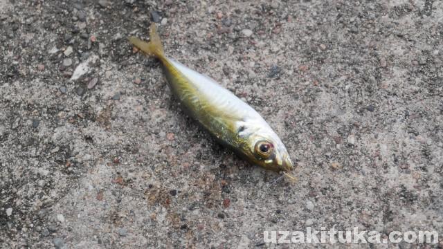 滑川市釣り場ポイントマップ 釣り広場.com