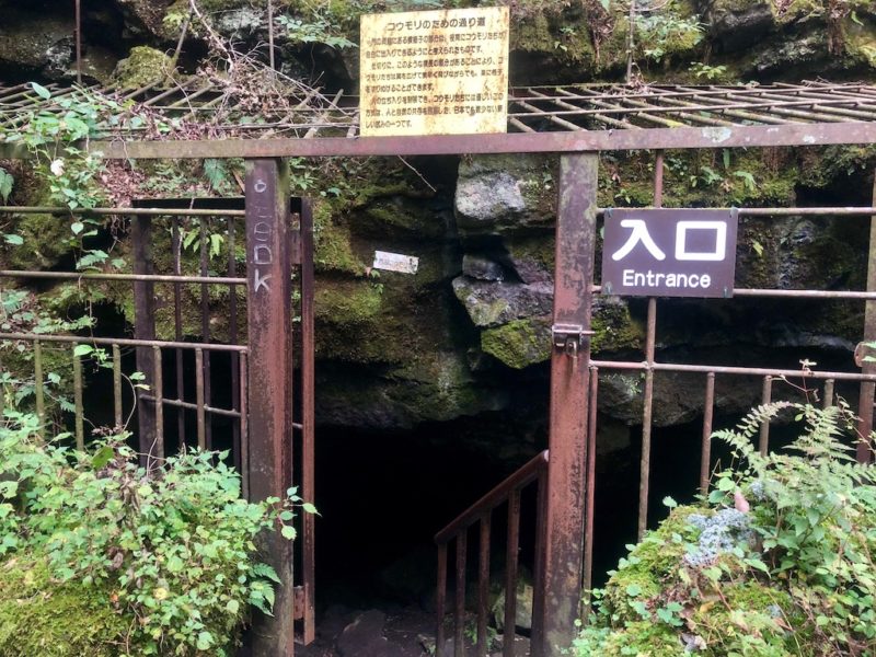 西湖コウモリ穴 - 貴重なコウモリが眠る富士山の溶岩洞穴河口湖.net