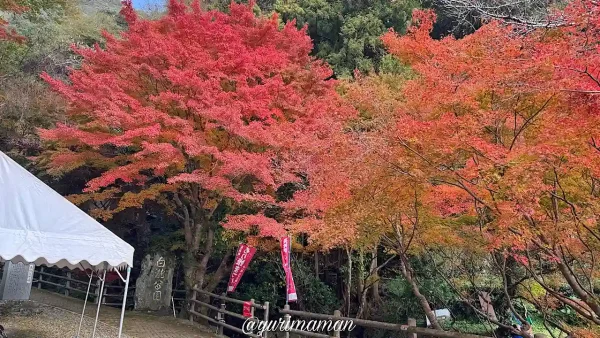 白滝公園の紅葉情報 2025- ウェザーニュース