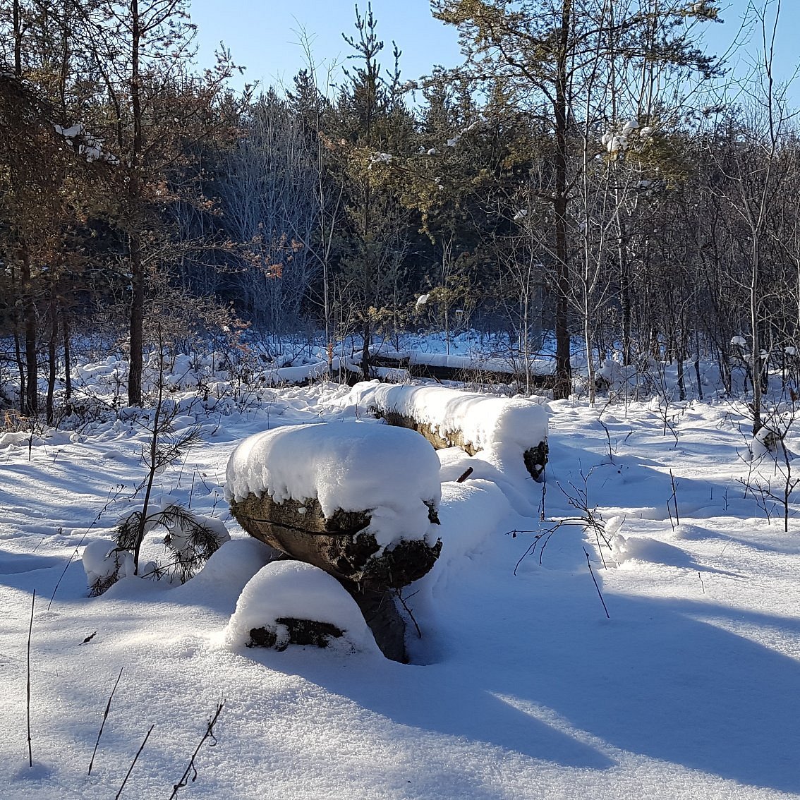 プリンスアルバートビクタ