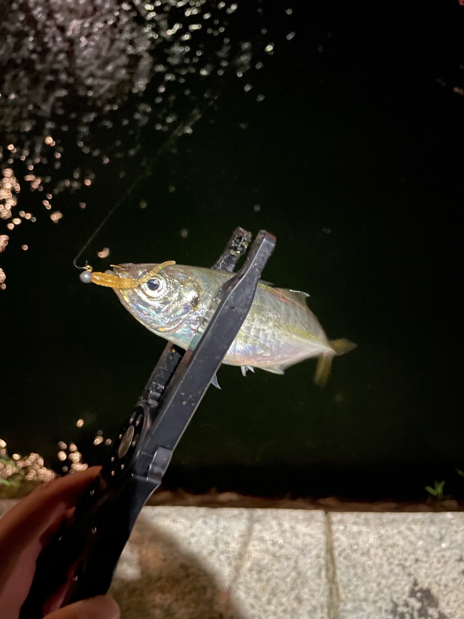 鶴見川河口おさかな探究隊☆さかきゅう