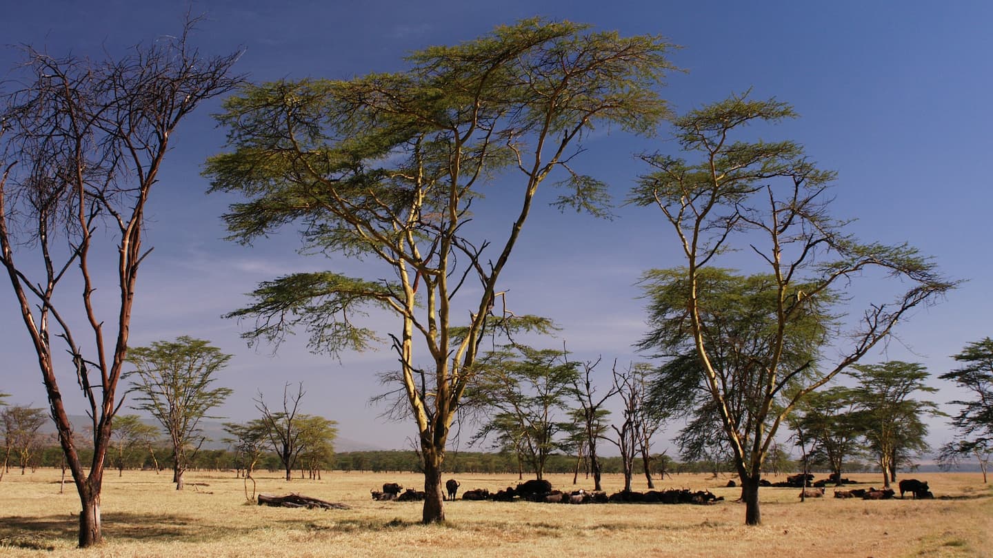 ナイロビケニアの首都ナイロビでの滞在記録！治安やウガリの味はいかに！？いのこうの世界一周ダイアリ