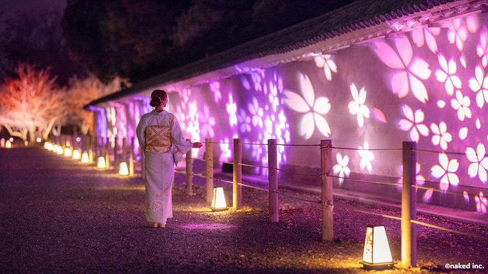 4 13まで 二条城の夜桜ライトアップがおすすめ！待ち時間はどのくらい？2025年開花状況とイベント情報を紹介NAKED桜まつり、チケット予約、アクセス、料金 京都府京都市中京区- たびブログ