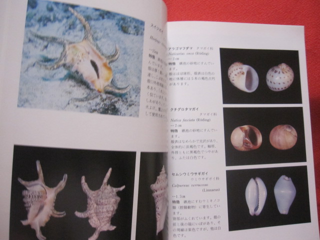 八重瀬町 さあどこから巡ろうか。レッツやえせぶらり旅。 2日目沖縄観光情報WEBサイト おきなわ物語