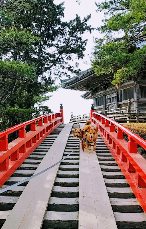 株 松観 瑞巌寺・五大堂ガイド観る・遊ぶ日本三景松島－松島観光協会