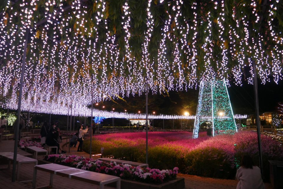 2025 あしかがフラワーパークのイルミネーションはいつからいつまで？期間とチケット情報を解説
