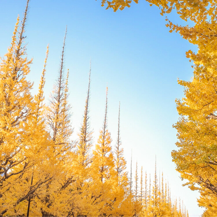 外苑前の銀杏並木は旅の景色と音楽