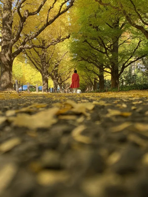 ロビーヌさんの投稿 神宮外苑イチョウ並木ことりっぷ