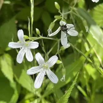 ショウキラン アーカイブ - 上高地ネイチャーガイドFIVESENSE ファイブセンス
