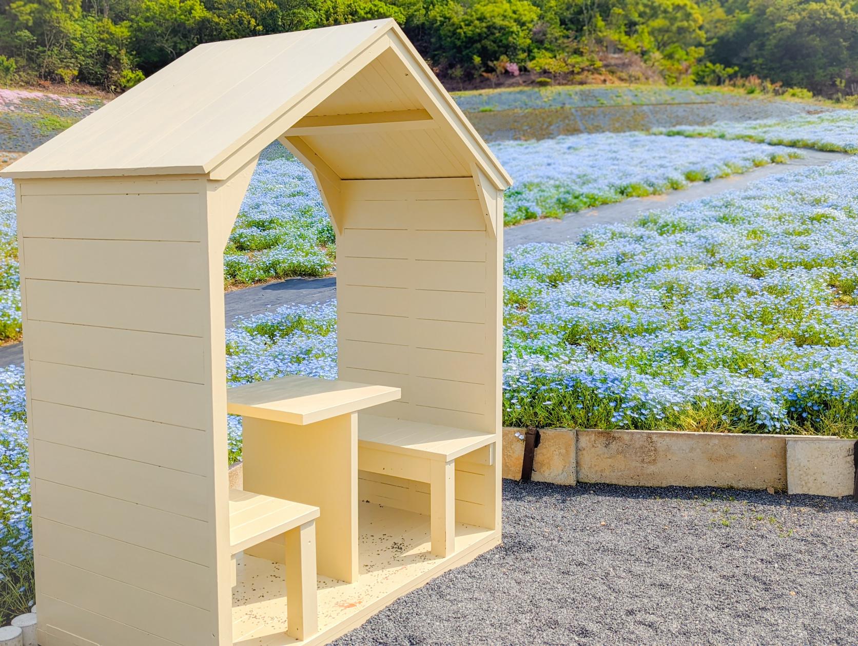 志摩市観光農園コスモス＆コキア