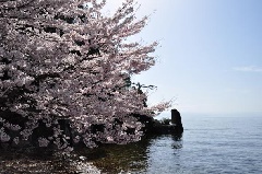 滋賀・大浦の桜, 海津大崎と奥琵琶湖パークウェイの間にある、静かな湖の集落。, 華やかさよりも、暮らしに寄り添う春の風景を。, 撮影地：滋賀県長浜市西浅井町 大浦,滋賀の春桜のある風景奥琵琶湖海津大崎大浦ドローン映像一眼レフ動画田舎の風景日本の春湖と桜映像作品,sakuracherryblossomlakebiwajapantravel