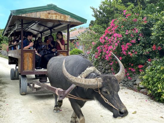 水牛車観光沖縄 旅行の観光・オプショナルツアー予約 VELTRA