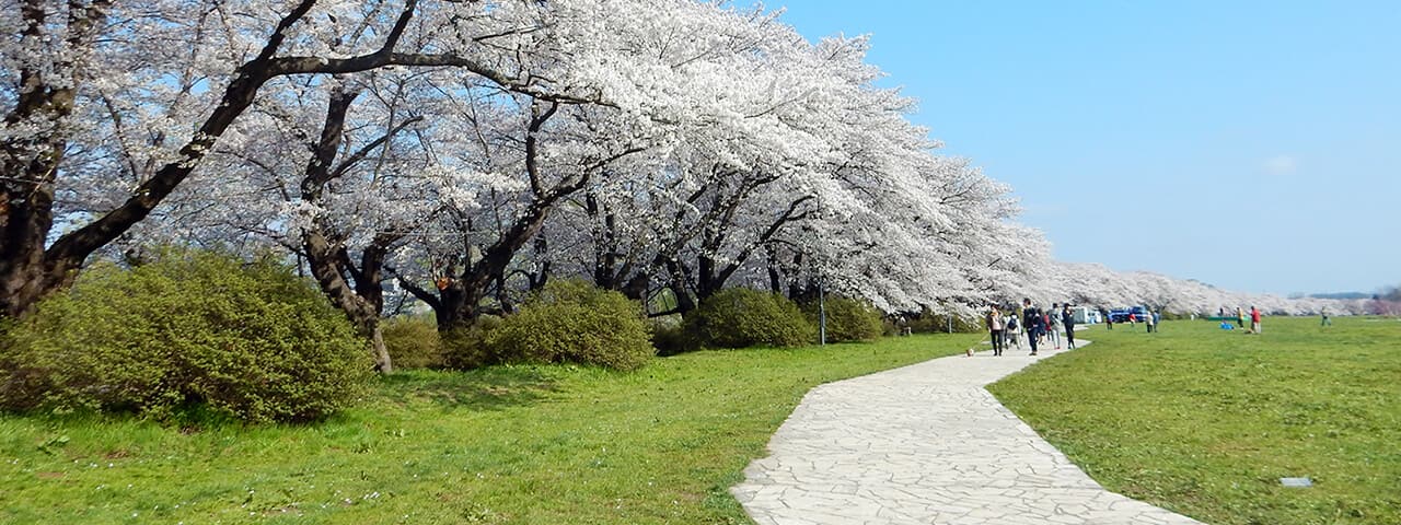 みちのく三大桜めぐり弘前公園・角館・北上展勝地 2日間