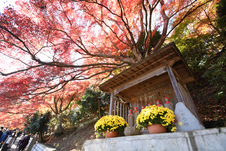 永源寺へお車でお越しの方へのお願い大子町観光協会