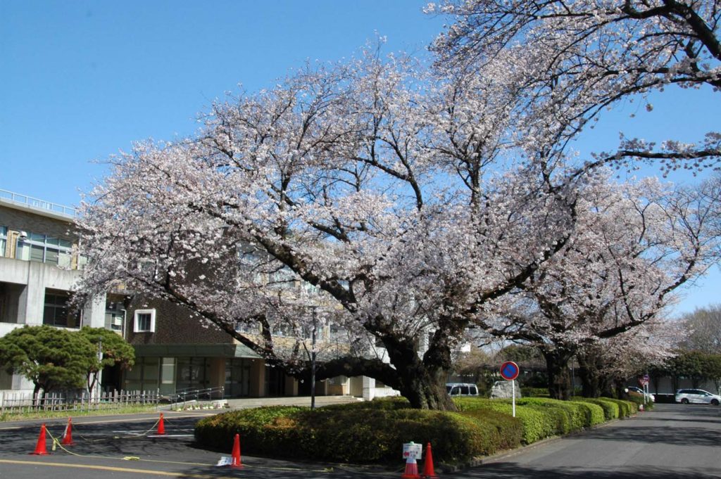 東京大学教養学部 駒場 でお花見
