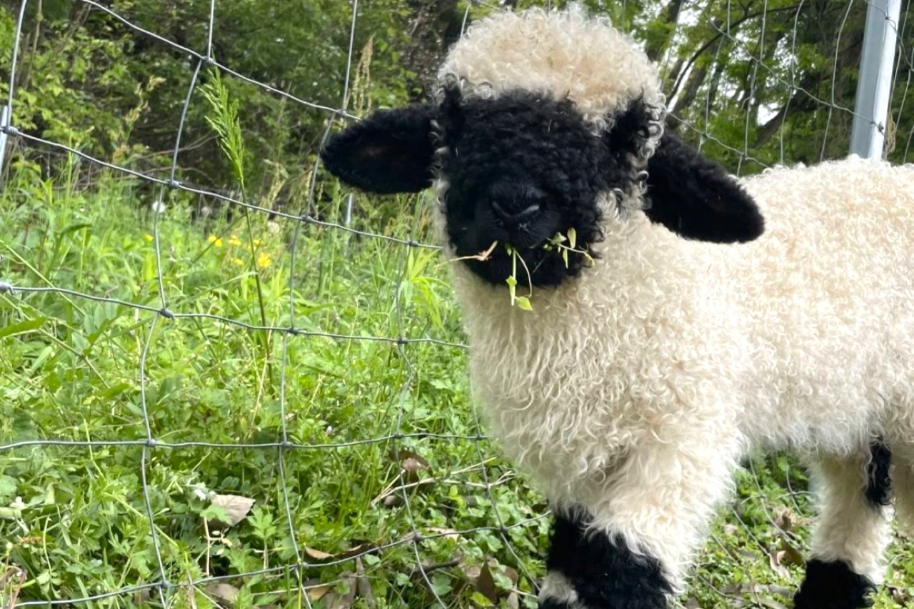 アルパカ超えのかわいさ！シュバルツナーゼがぬいぐるみ級に可愛い
