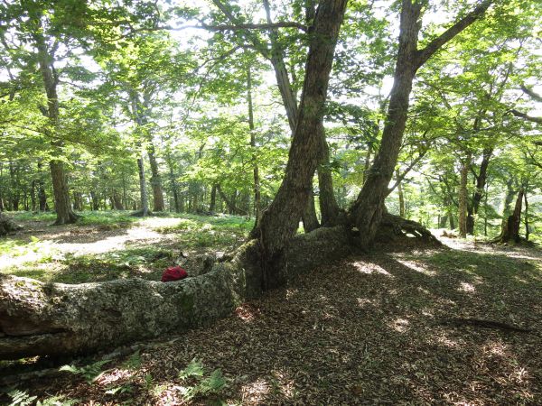 明神岳の霧氷 - 旅の本棚 スタッフ