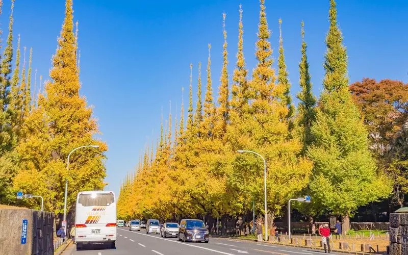 色彩の美しさにみとれる。明治神宮外苑の銀杏並木が見頃！ - 日本の観光メディアMATCHA