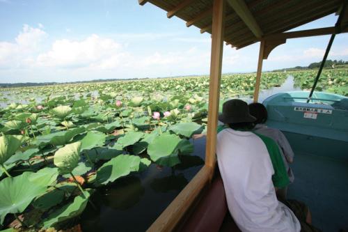 遊覧船で蓮の花を観賞！伊豆沼・内沼はすまつり開催 2025年7月26日から宮城県登米市