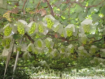 勝沼町勝沼のぶどう狩りランキングTOP10 - じゃらんnet