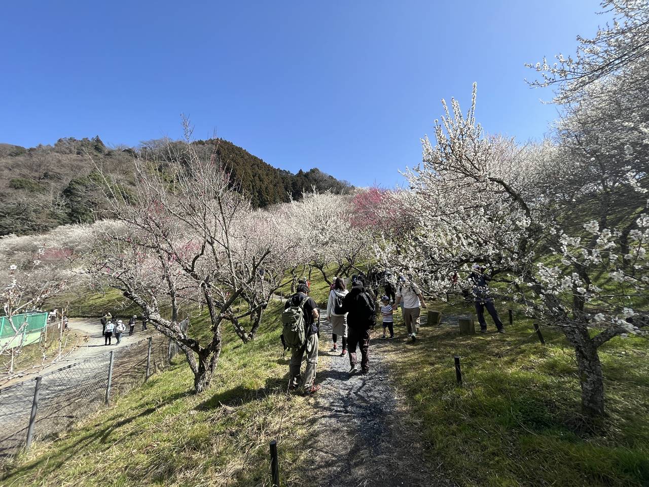 高尾山パーフェクトガイド！登山ルート、おすすめコース、服装、持ち物、アクセス、観光情報もご紹介 - LIVE JAPAN日本の旅行・観光・体験ガイド