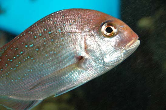 続編・鯛の鯛 いろんな魚が続々追加！ 私のコレクション紹介しますカオリンの毎日スマイル計画☆WEBマガジン