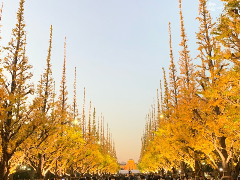 神宮外苑イチョウ並木の黄葉が見頃に 今年は木の先端がシャープに - シブヤ経済新聞