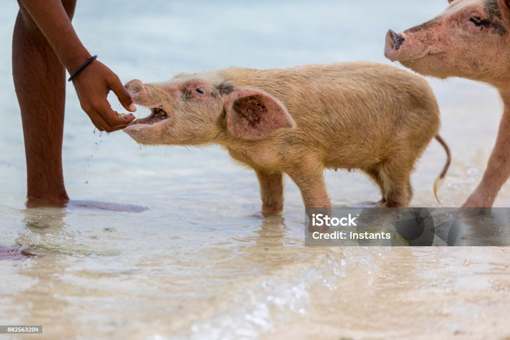 バハマ ビザ のために