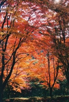 紅葉で宮崎の深まる秋を満喫！旅の特集宮崎県公式観光サイト「みやざき観光ナビ」