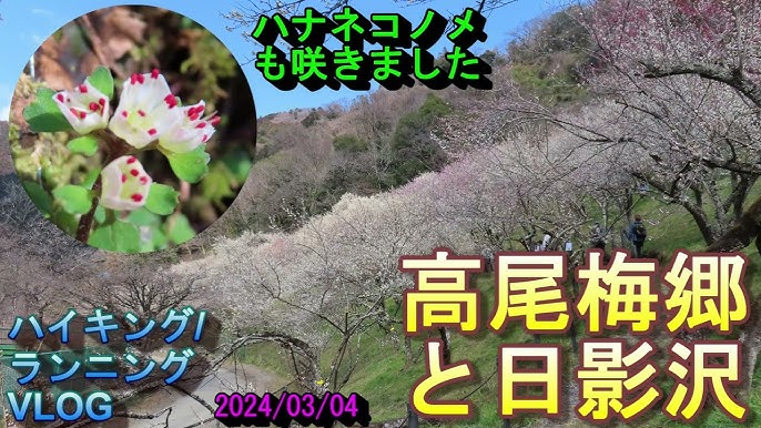 陣馬山〜景信山登山と梅満開の高尾梅林今日という日を忘れずに