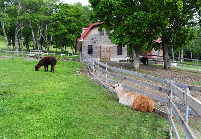 蓼科への旅：蓼科牧場と女神湖へのおすすめアクセス