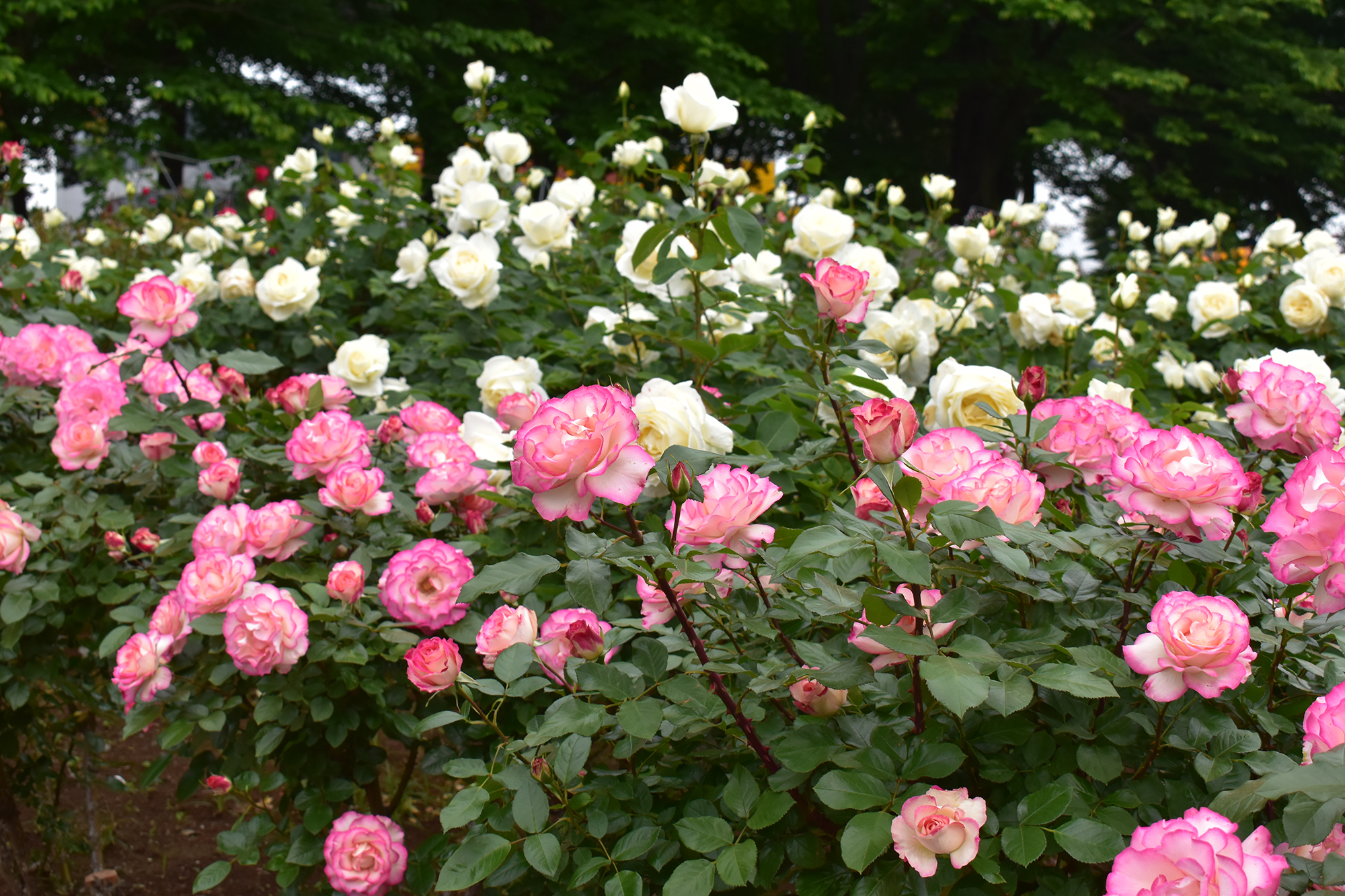 公式 マチエ南与野アイ・ライクス 埼玉県 さいたま市桜区
