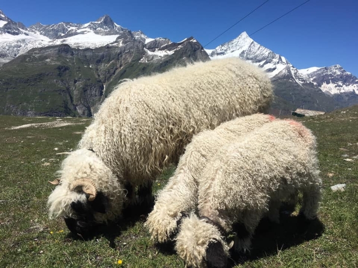 ジョーダンさんはTwitterを使っています: 