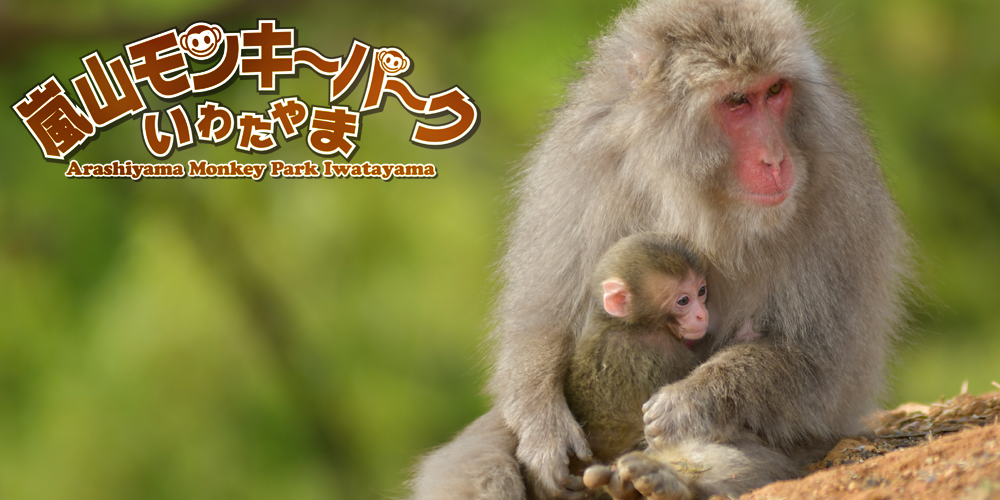 嵐山モンキーパーク京都ミュージアム探訪