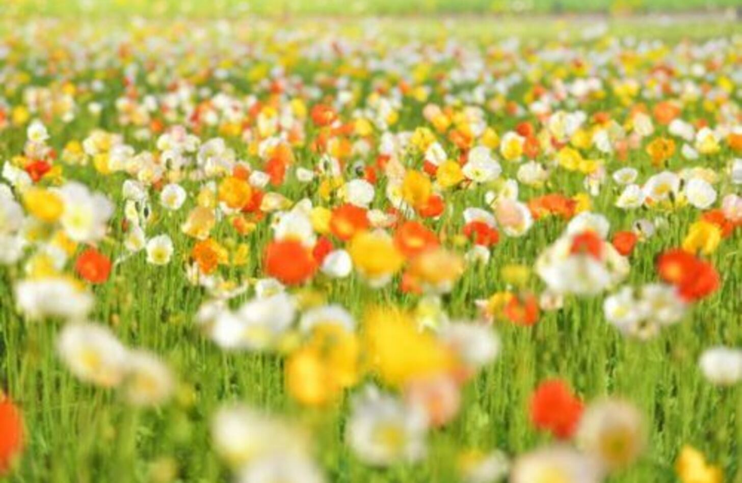 再エネ電力100％の国、アイスランドの地熱発電所体験 – エコめがねエネルギーBLOG