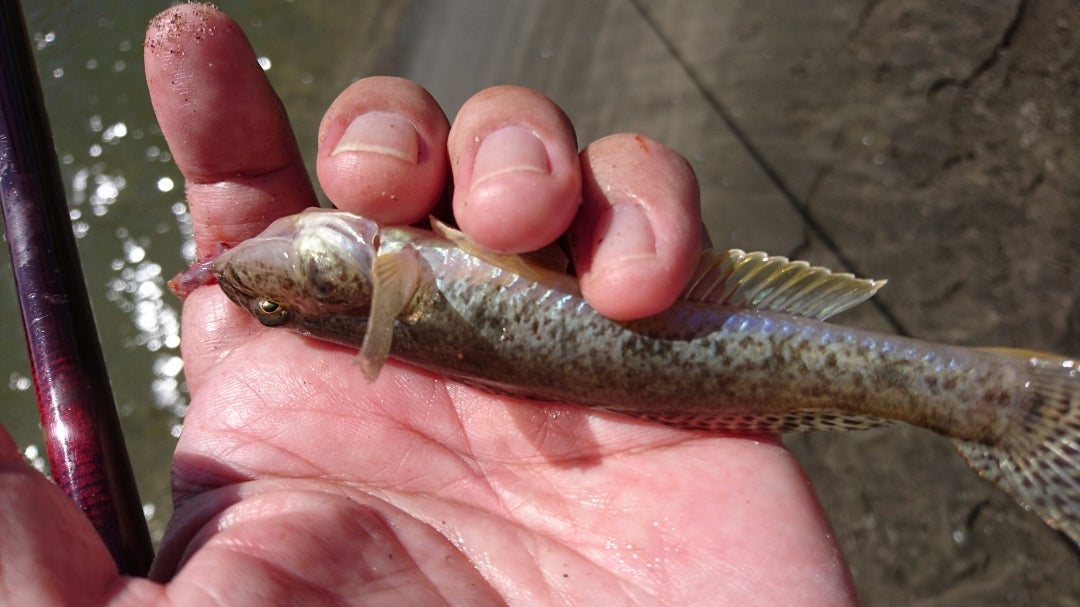 夷隅川河口釣り、大原港の釣り船、食事・食材・お土産！ - ボースいすみ宿泊施設