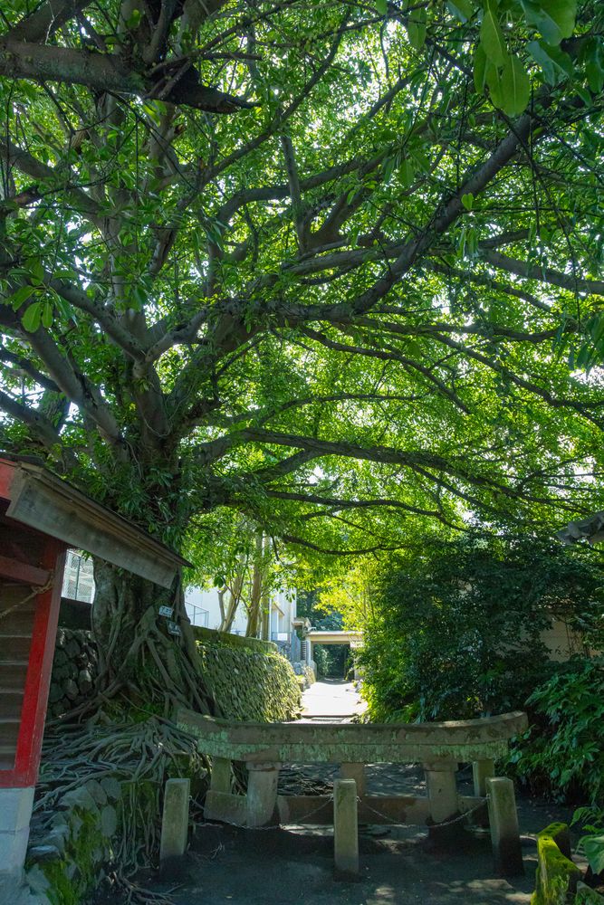 黒神埋没鳥居 -鹿児島県 の詳細情報ことりっぷ