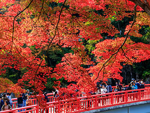 秋旅行特集 9・10・11月におすすめの国内観光地・ツアーANA