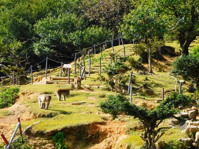 嵐山モンキーパークいわたやま