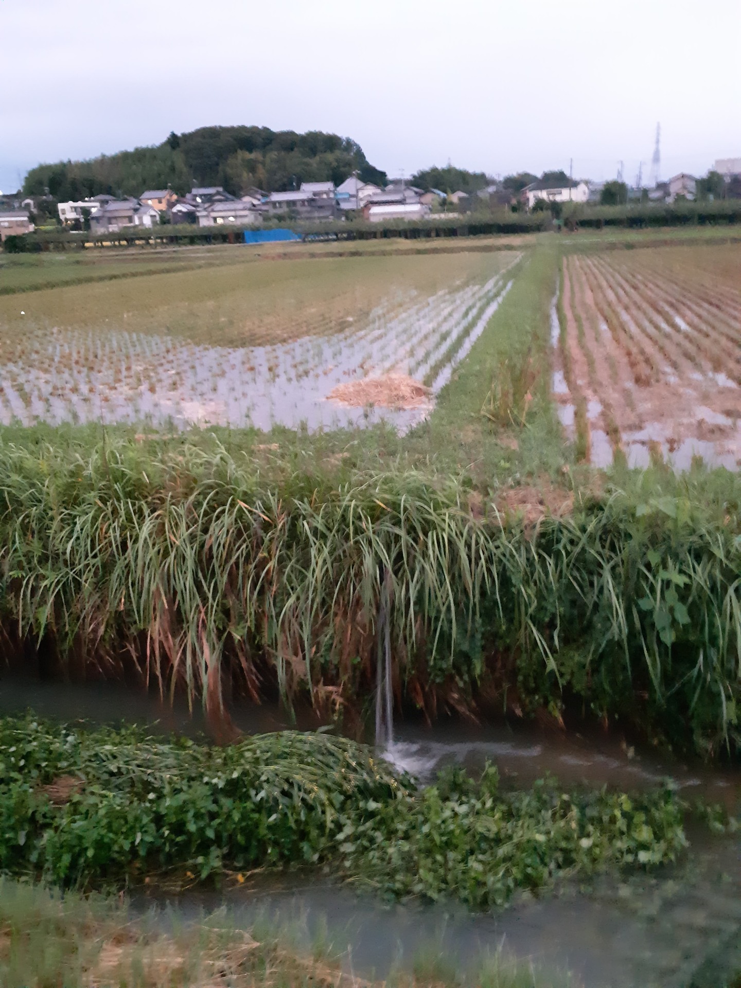 台風が来る前の田んぼ まだ穂が出てなくて良かった=33 今年はこれまでで1番青々と美しく育っています◎