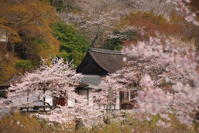 牡丹長谷寺奈良大和路の花のみどころ奈良県観光 公式サイトあをによし なら旅ネット桜井市山の辺・飛鳥・橿原・宇陀エリア