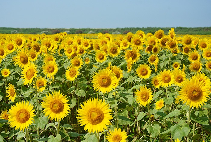 柳川ひまわり園: 50万本のひまわり展示！観光スポット詳細