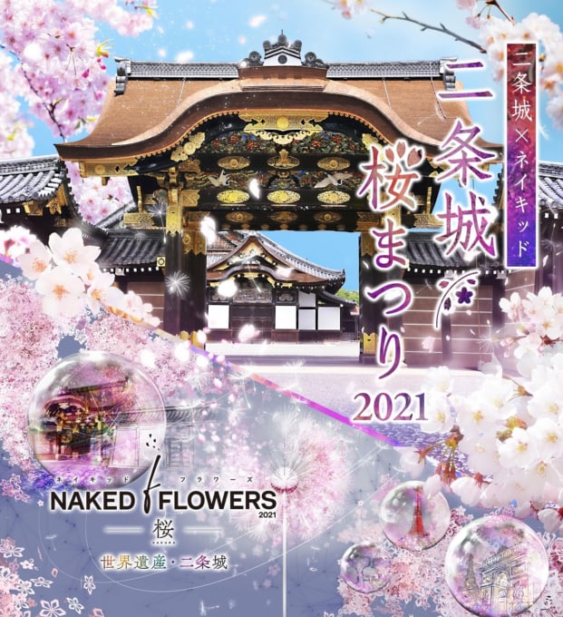二条城の桜ライトアップの混雑は？桜まつりのチケットとプロジェクションマッピング！ねこよめ