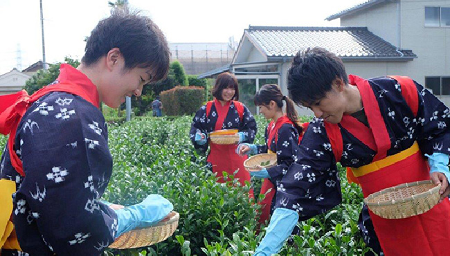 宮野園で狭山茶の茶摘み体験！服装はもちろんあれ！ポタリングの目的に茶摘み体験が面白い