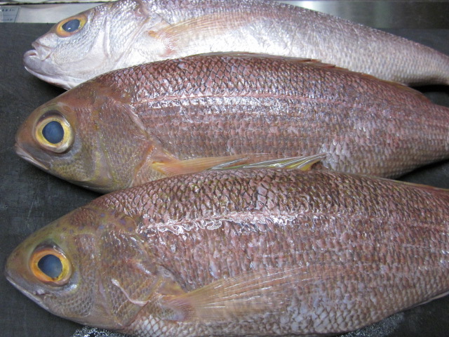 姫鯛 ヒメダイ関東ではオゴ ☆ 沖縄ではクルキンマチですね！ :