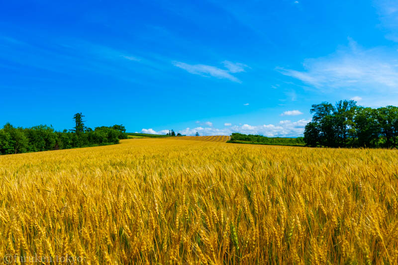今年の夏こそ走りたい 北海道の憧れの絶景と快走ルート14選モーサイ