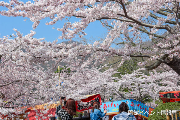 夜桜ライトアップ 五稜郭公園 アクセス・イベント情報 - じゃらんnet